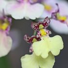 Mini-Orchidee