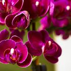 Mini-Orchideen