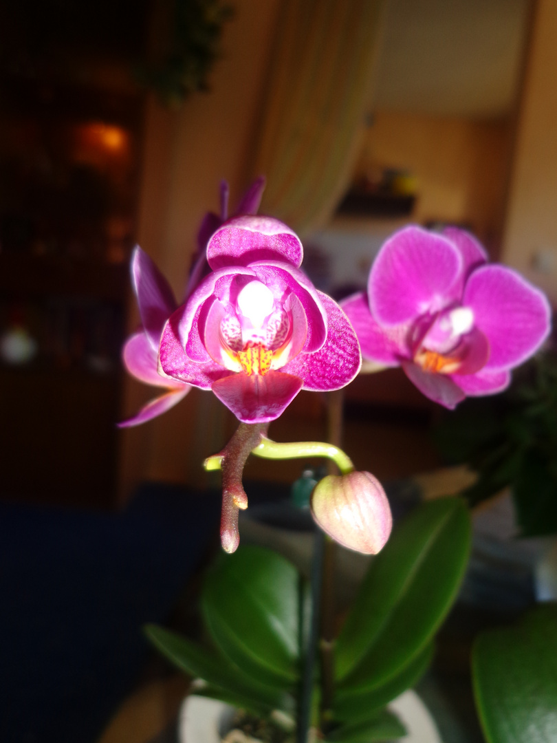 Mini Orchideen I