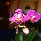 Mini Orchideen I