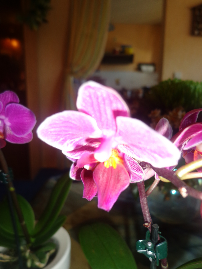 Mini Orchideen II