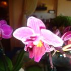 Mini Orchideen II