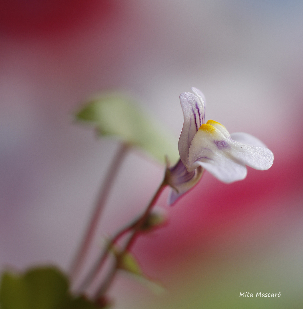 Mini orquídea