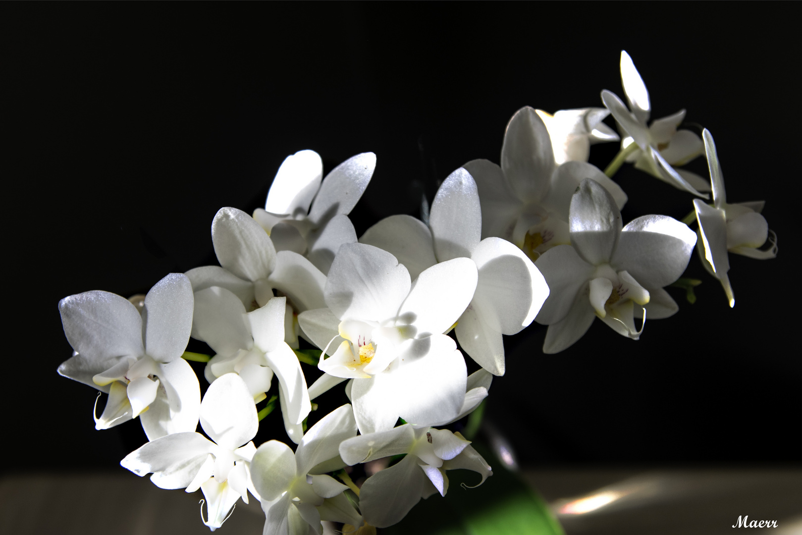 Mini orquídea