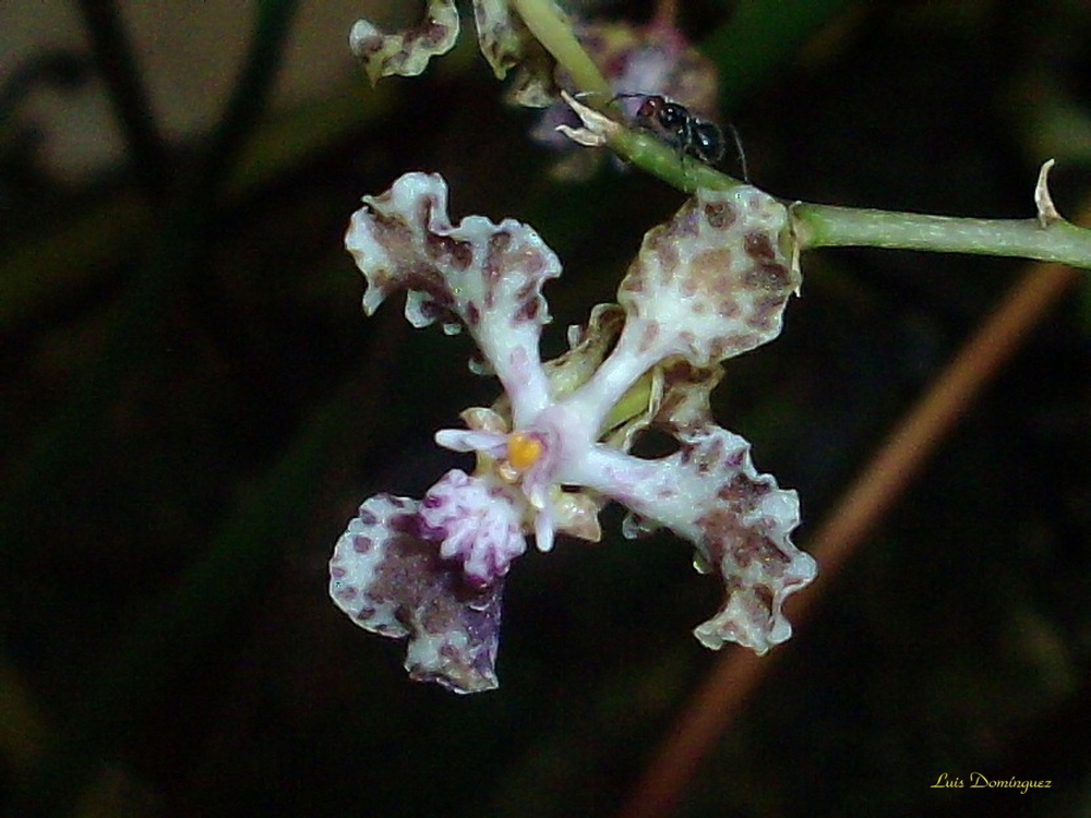 Mini-Orquidea