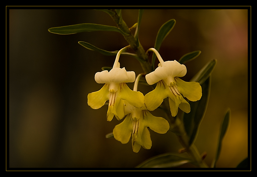 Mini orquídeas