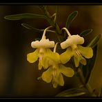 Mini orquídeas