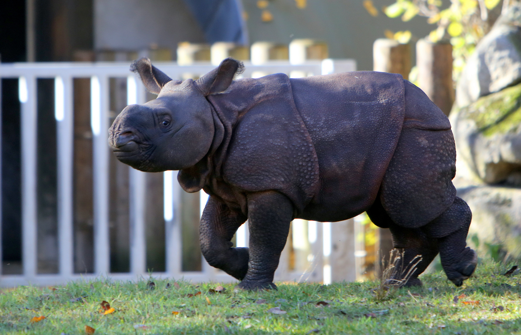 Mini - Panzernashorn Puri