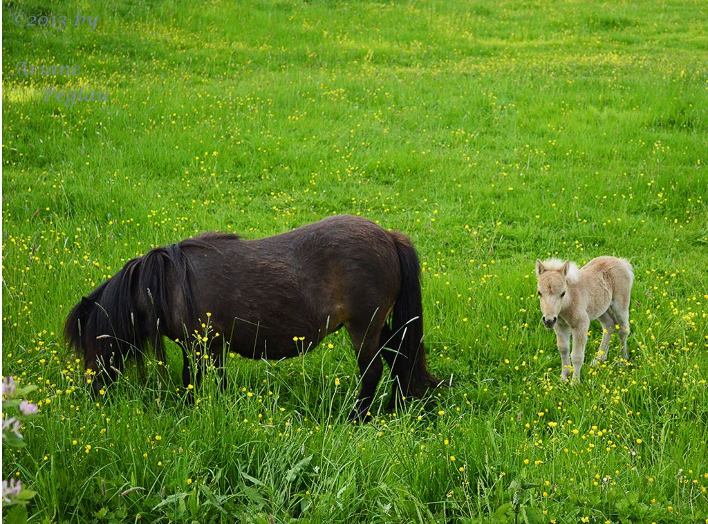 Mini Pferdchen