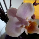 Mini-Phalaenopsis