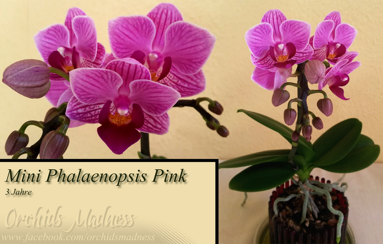 Mini Phalaenopsis Pink