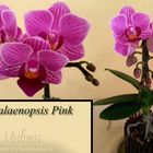 Mini Phalaenopsis Pink