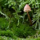 Mini Pilz am Baum