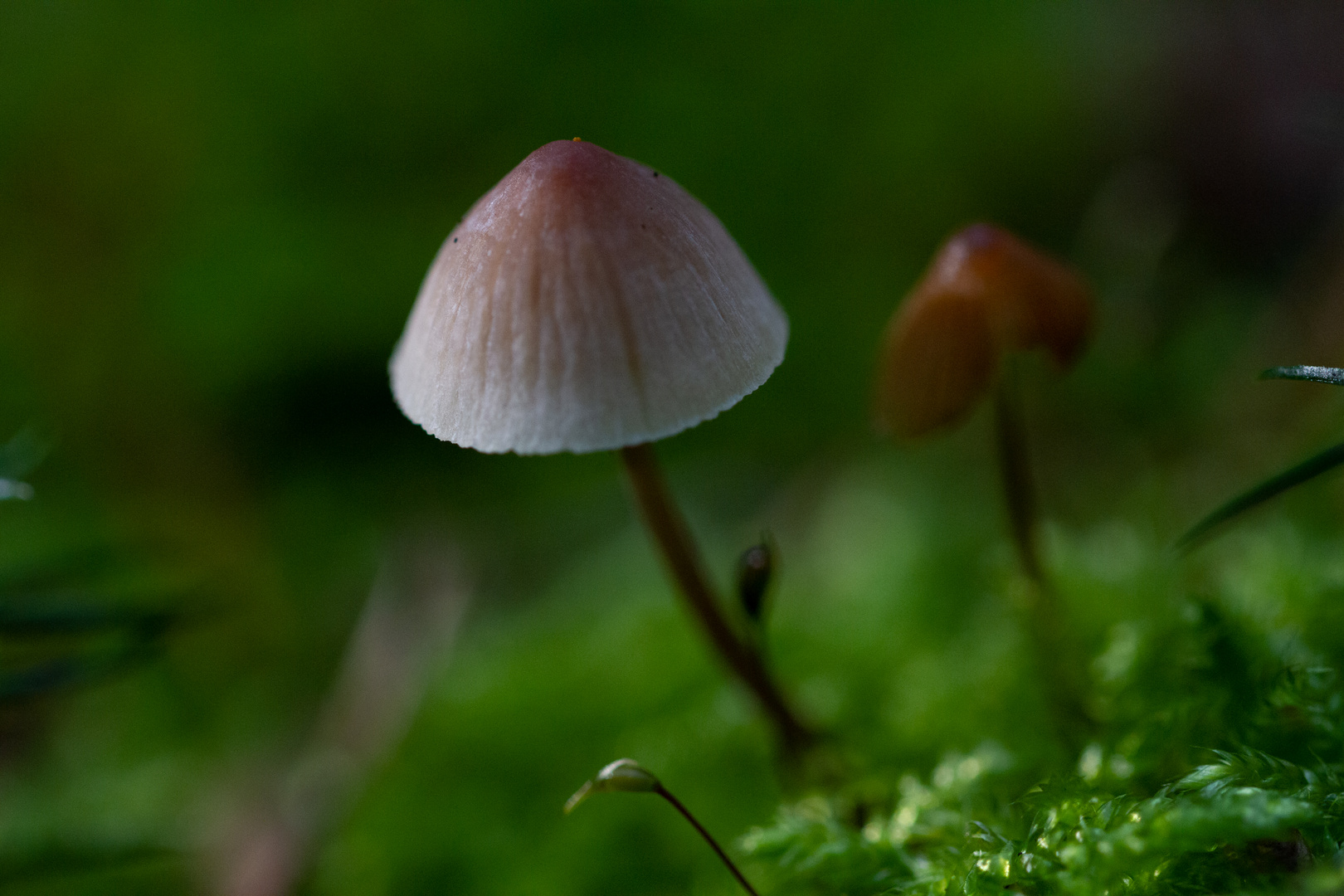 Mini-Pilz