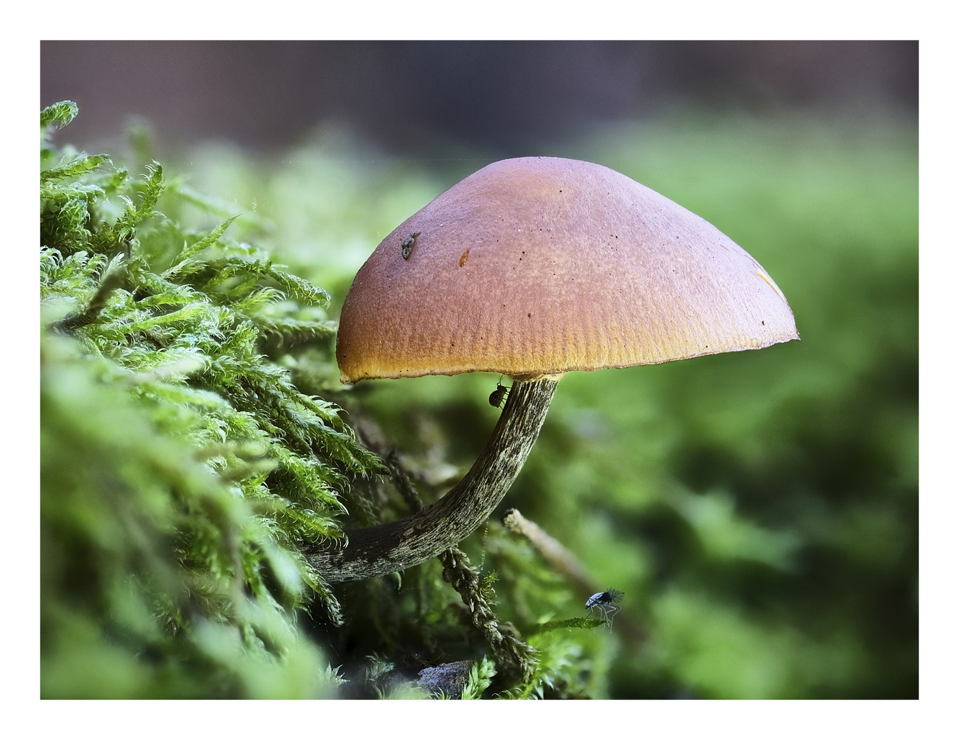 Mini-Pilz mit Besuchern