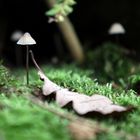 Mini-Pilz mit Blattfuß