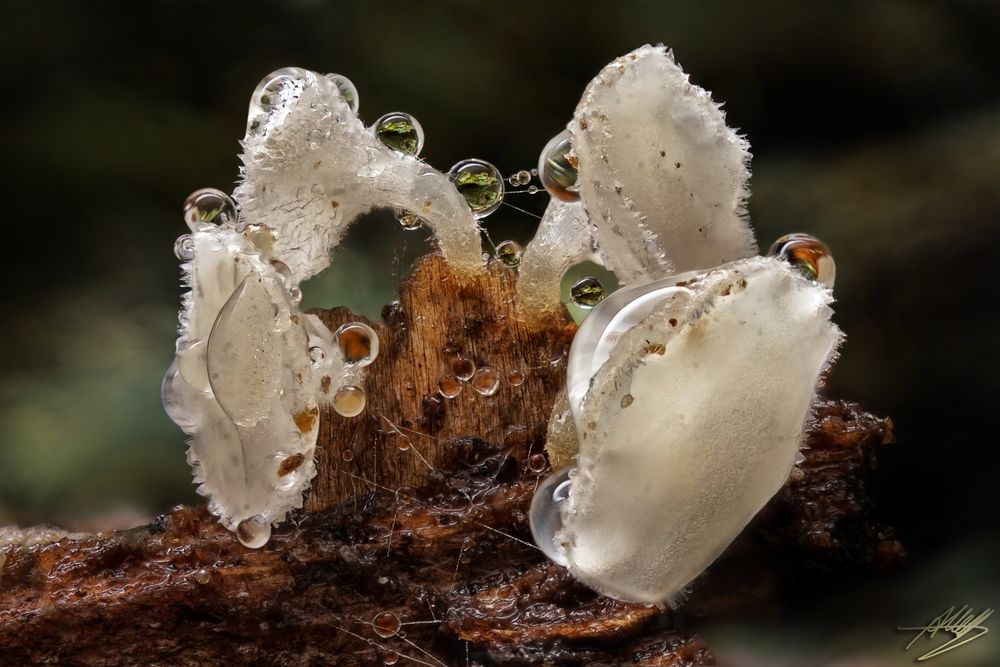 Mini Pilze mit Tropfen