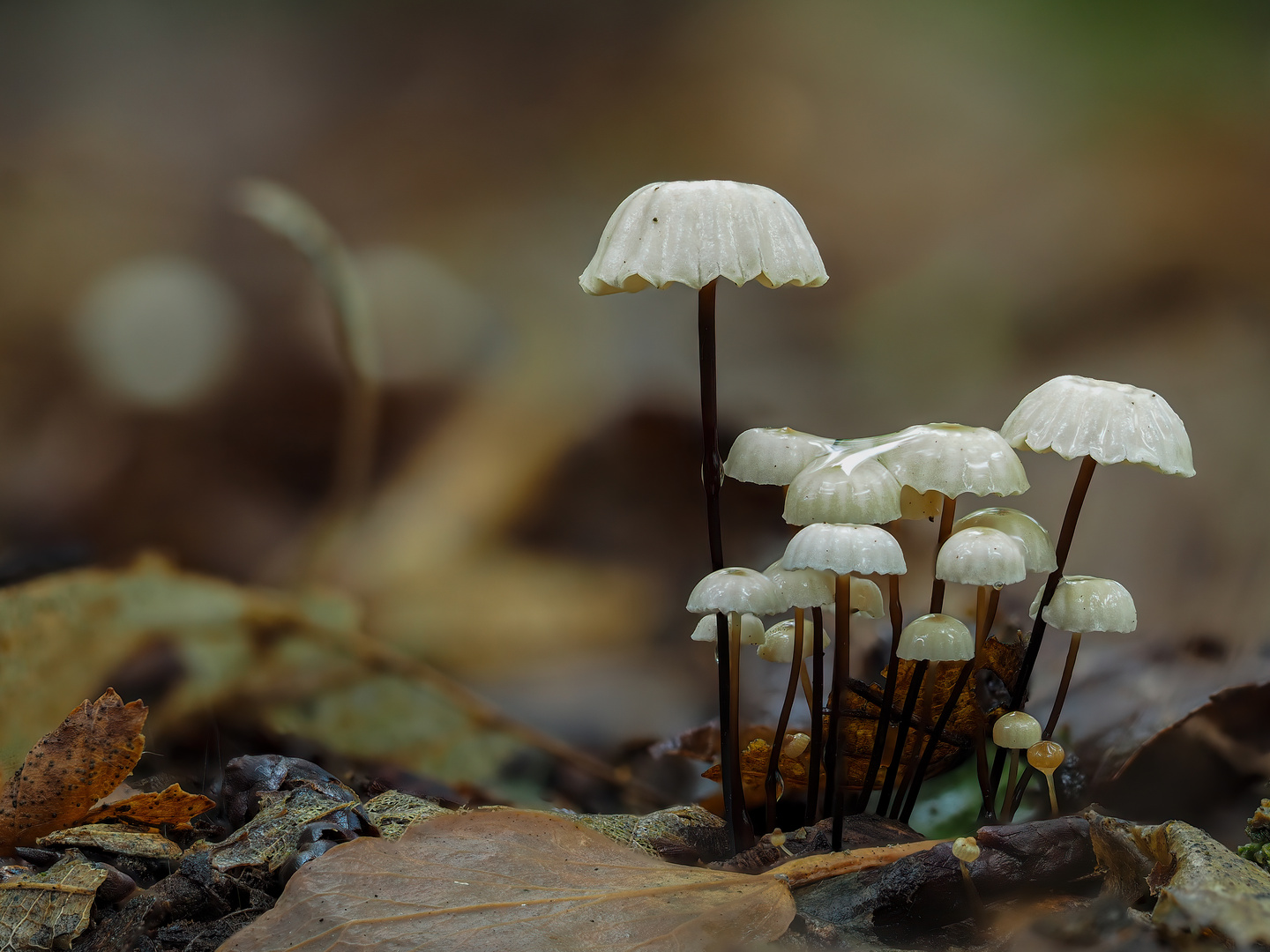 Mini Pilze nach dem Regen 