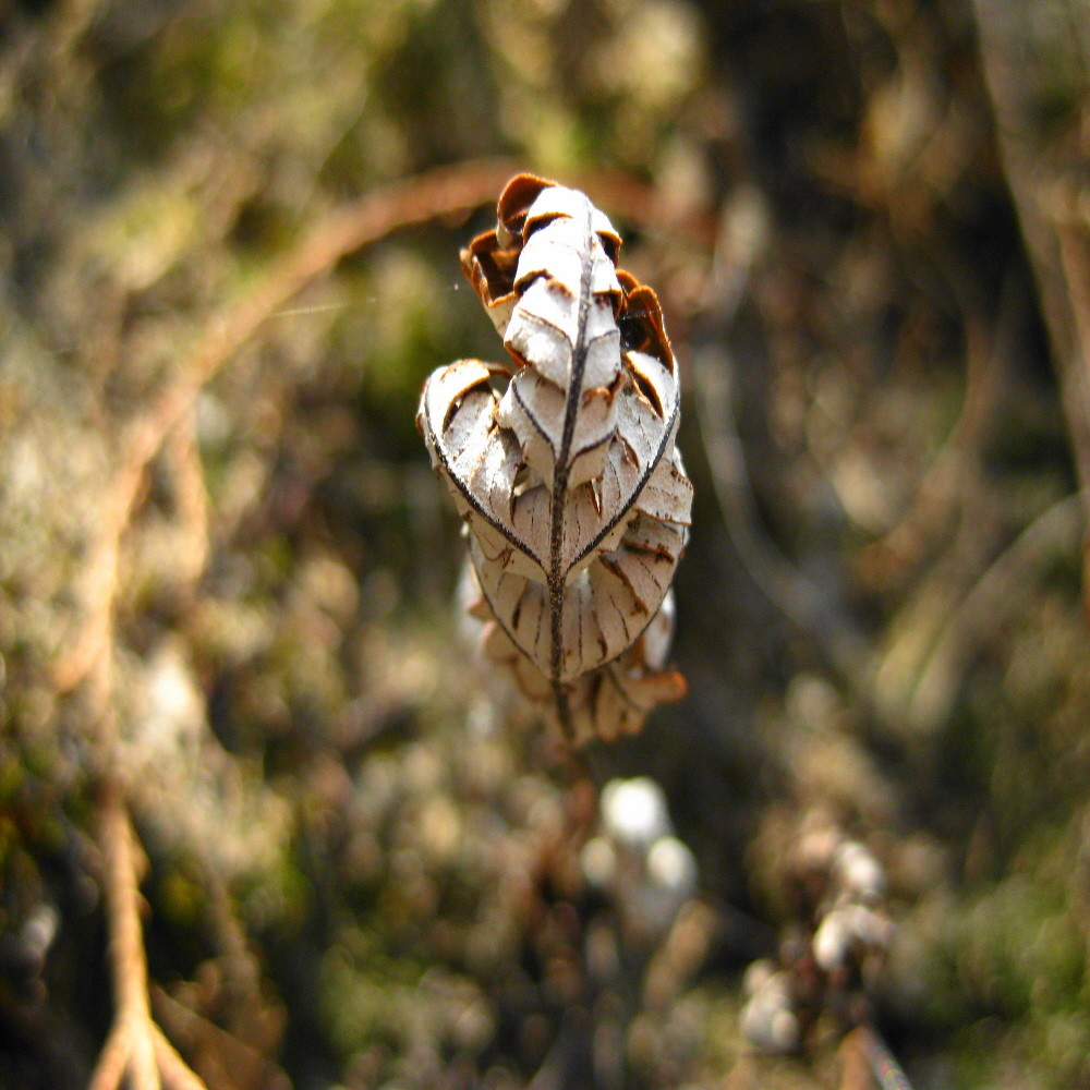 Mini plant