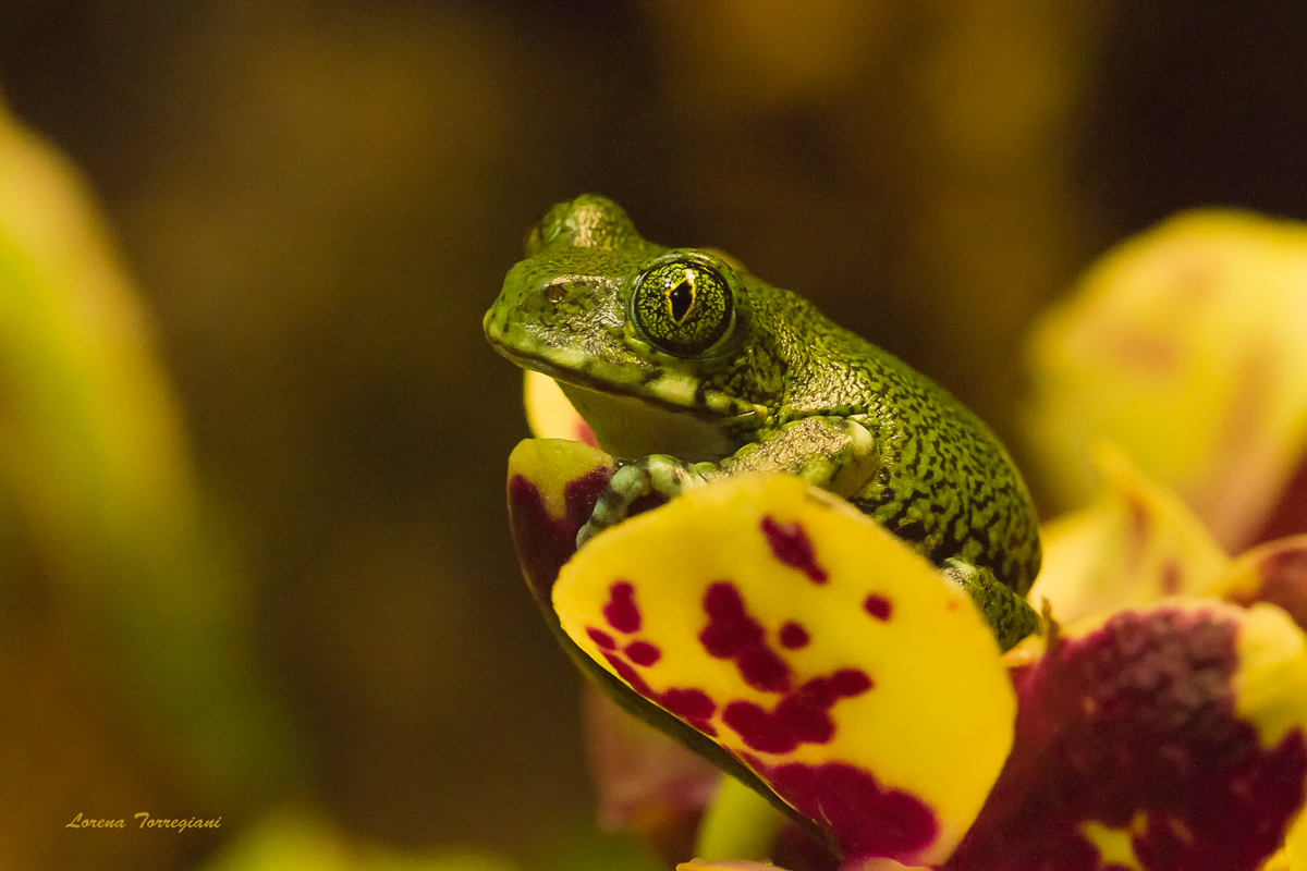 mini rana su mini orchidea