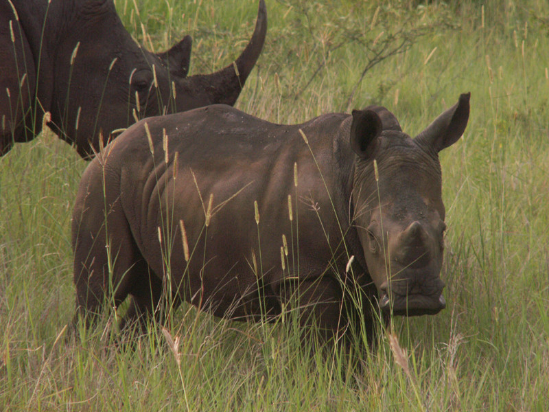 Mini- Rhino