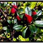 Mini-Rhododendron