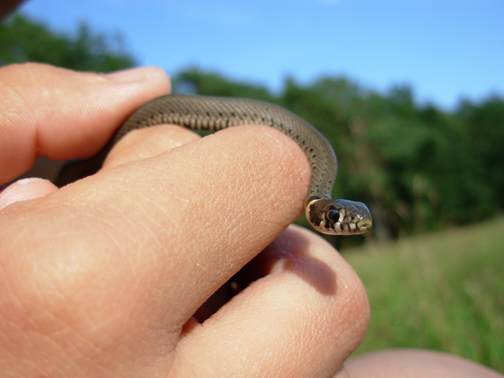 Mini-Ringelnatter