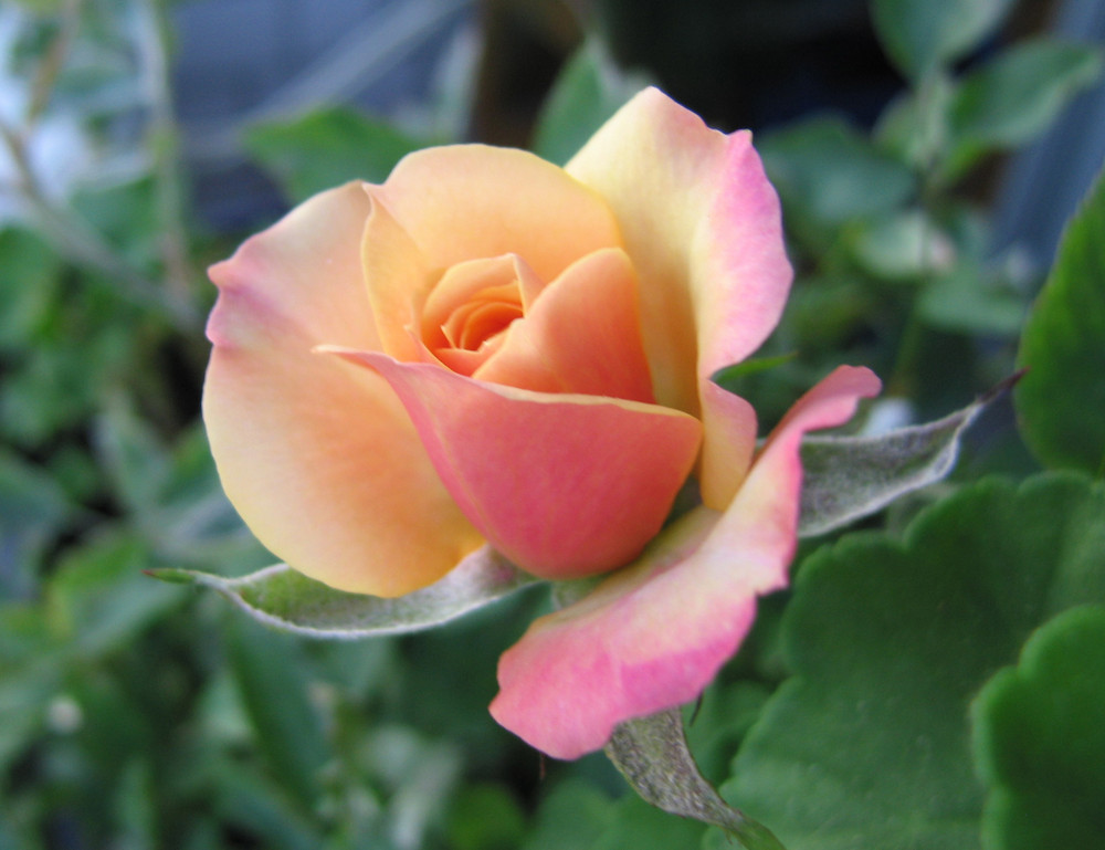 Mini-Rose auf meinem Balkon - Sommer 2007