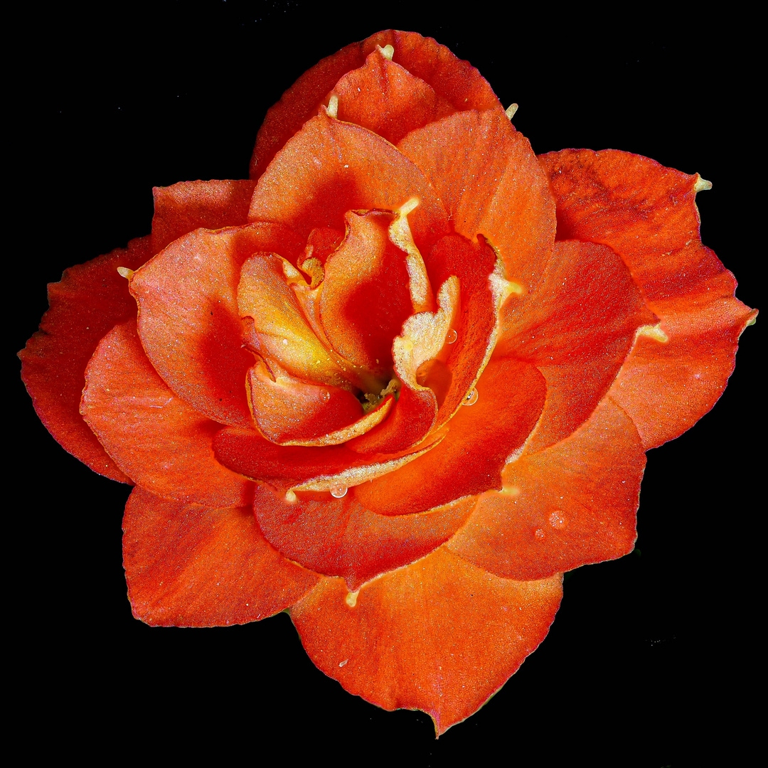 Mini Rose
