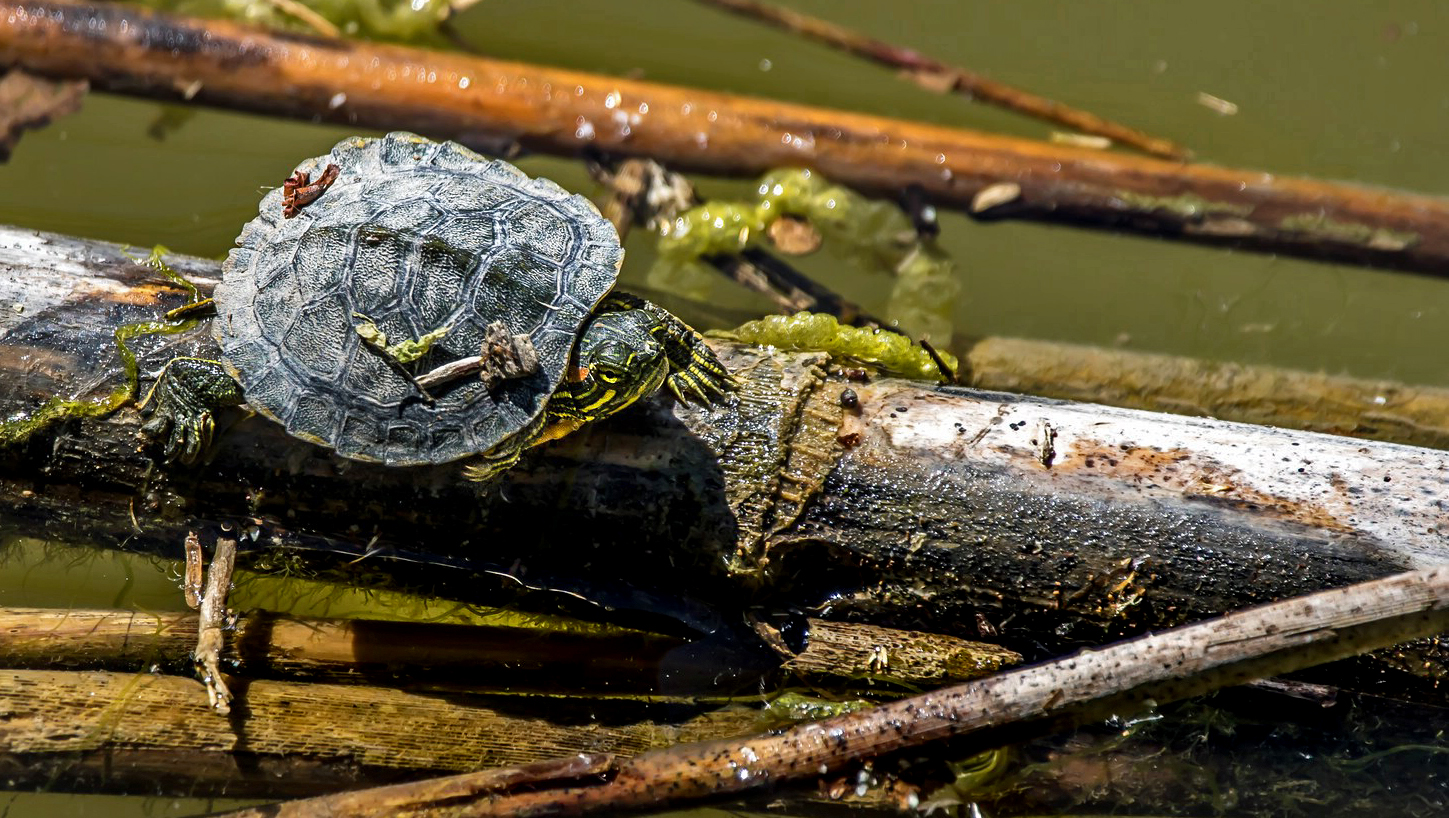 "MINI - Schildkröte" in 5 Markgröße (Normalbild)