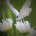 Mini Schmetterling