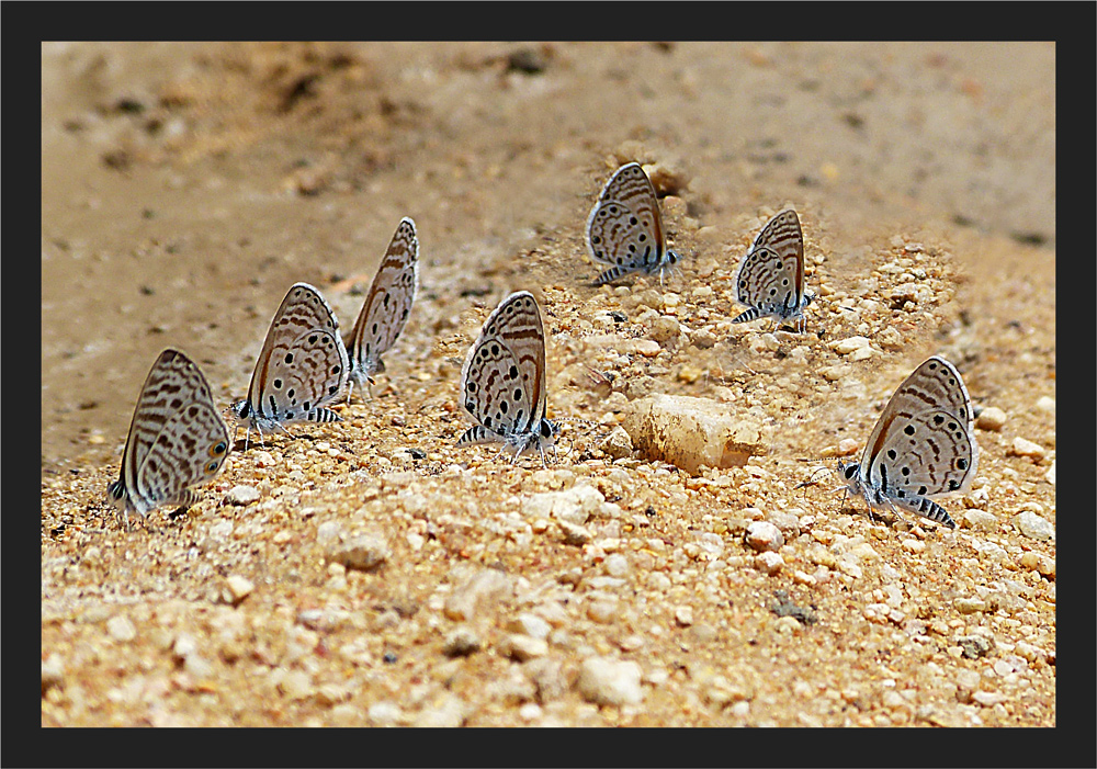 Mini Schmetterlinge