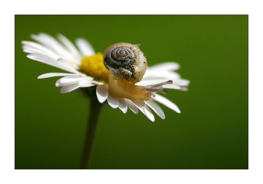 Mini-Schnecke