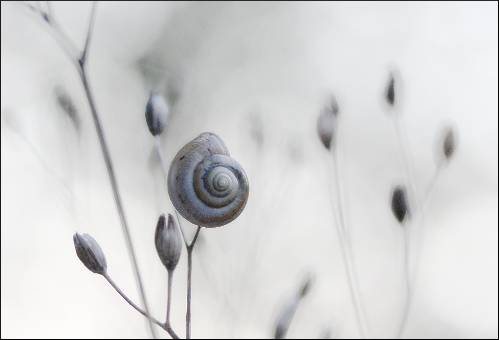 Mini-Schnecke