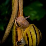 "Mini - Schnecke am Abend"