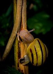 "Mini - Schnecke am Abend"