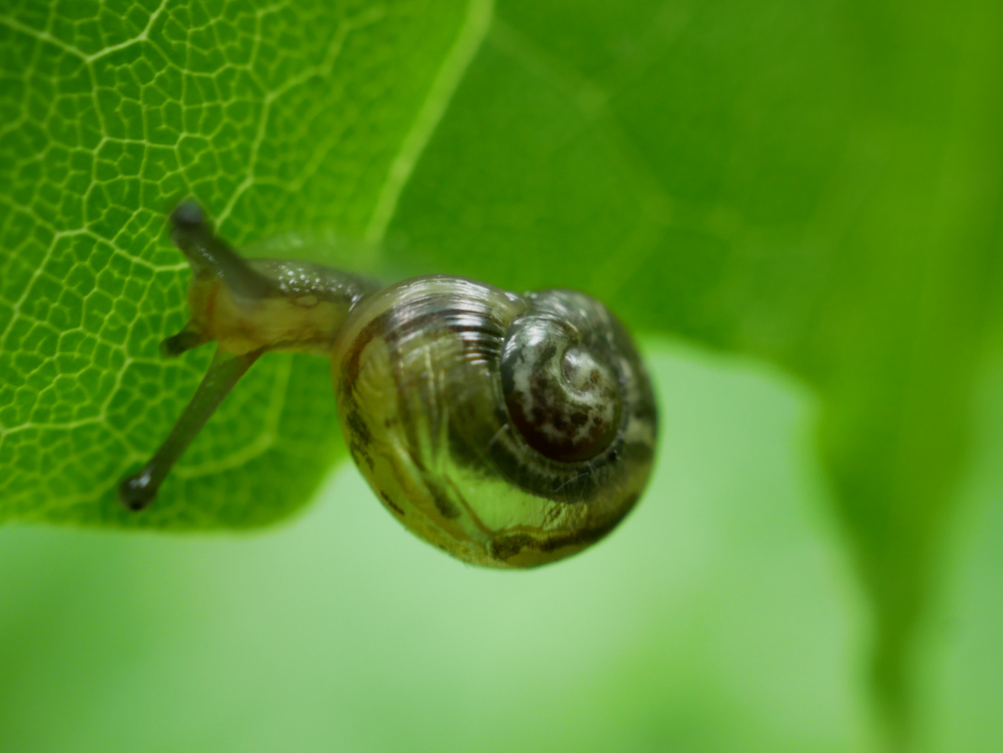 Mini Schnecke