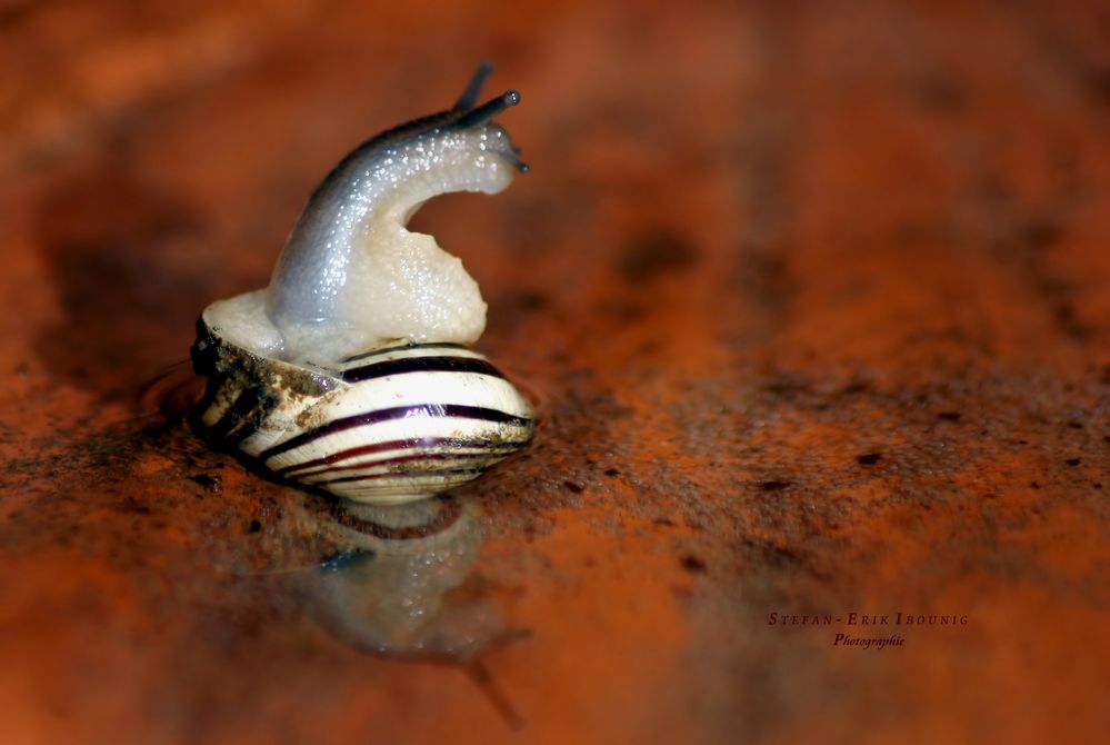 "Mini Schnecke im Vogelbad 1"