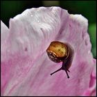 Mini-Schnecke in der Rosenblüte