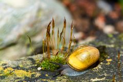 Mini-Schnecke untersucht Moosbüschel