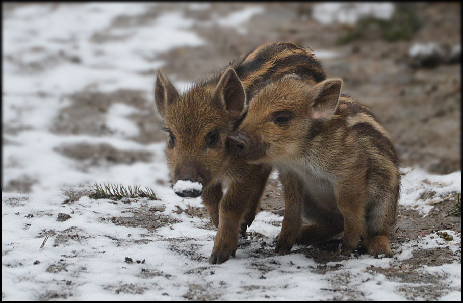 Mini Schnee - Schweinchen !!!