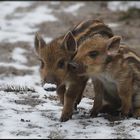 Mini Schnee - Schweinchen !!!