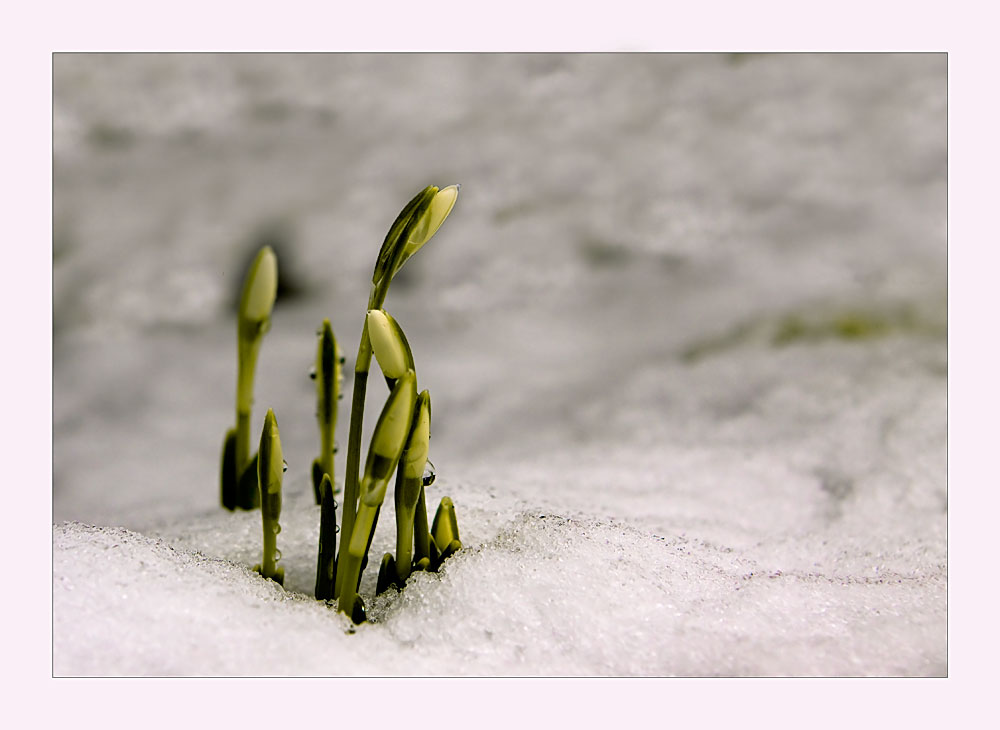 mini schneeglöggli