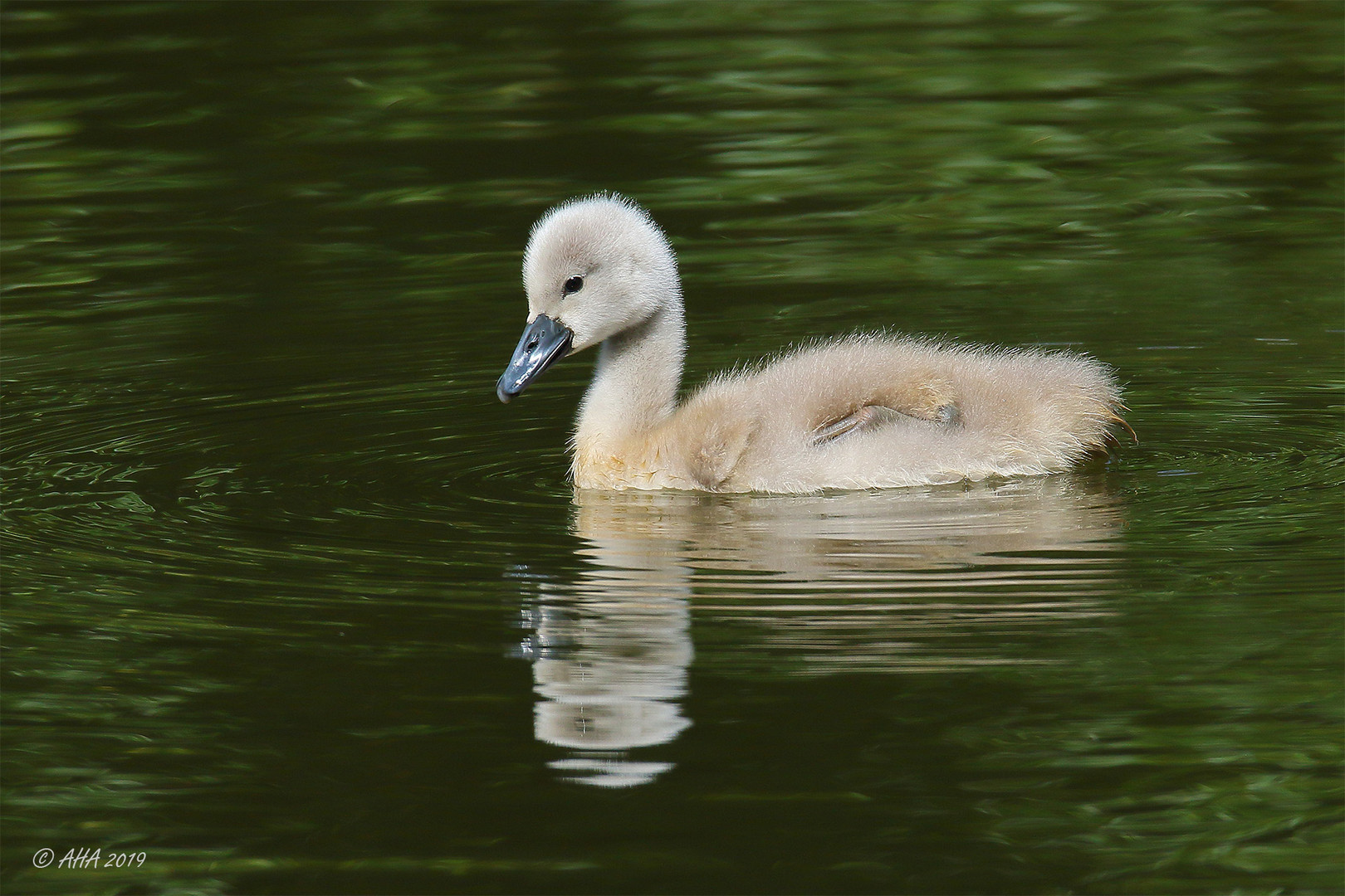 Mini-Schwan