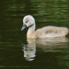 Mini-Schwan