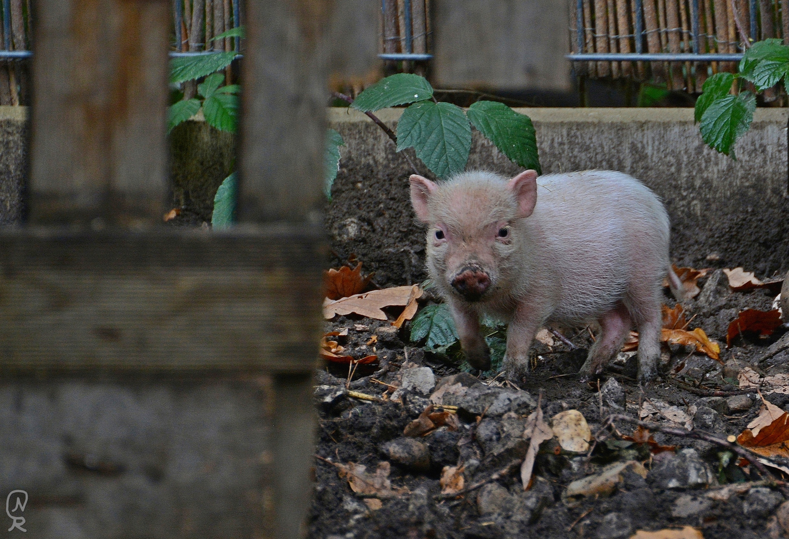 Mini-Schwein