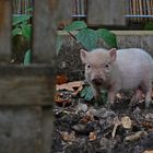 Mini-Schwein