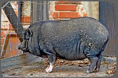  Mini-Schwein