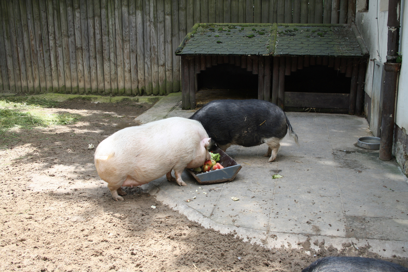 Mini-Schweine........ganz schön fett