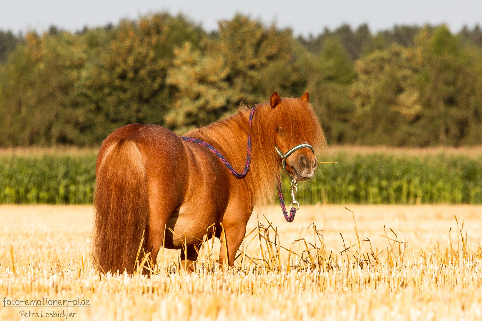 Mini-Shetlandpony Alf